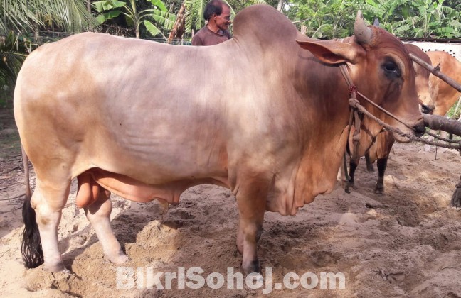 Sahiwal cross ox